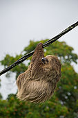 Southern two-toed Sloth (Choloepus didactylus) hanging from an electric cable, French Guiana