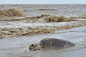 Pacific ridley sea turtle (Lepidochelys olivacea) corpse in the waves, Amana Reserve, French Guiana