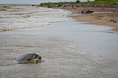 Pacific ridley sea turtle (Lepidochelys olivacea) corpse in the waves, Amana Reserve, French Guiana