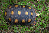 Red-footed tortoise (Chelonoidis carbonaria), French Guiana