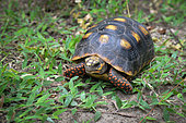 Red-footed tortoise (Chelonoidis carbonaria), French Guiana