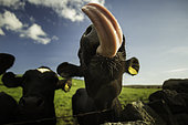 Cheeky Cow. A cheeky Cow in the Peak District National Park, UK.