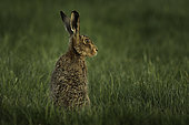 Brown Hare (Lepus europaeus). A Brown Hare peeps up in the Peak District National Park, UK.