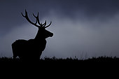 Red Deer (Cervus elaphus). A Red Deer stag in the Peak District National Park, UK.
