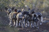 African wild dog (Lycaon pictus), playing puppies in dry river bed, Zimanga Game Reserve, KwaZulu-Natal, South Africa, Africa
