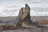 Southern sea elephant (Mirounga leonina), Sea Lion island, Falkland, January 2018
