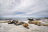 Southern Sea elehants (Mirounga leonina) basking on a beach in Sea lion island, Falkland, January 2018
