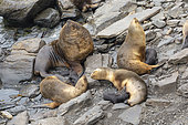 Southern sea lion family, Sea lion island, Falkland, January 2018