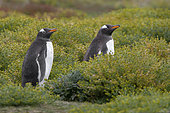 Gentoo penguin walking among Yellow daisies, Sea Lion island, Falkland, January 2018