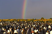 Gentto penguin (Pygoscelis papua) colony and rainbow after a storm, Sea Lion island, Falkland, January 2018