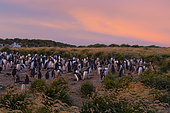 Gentoo penguin nesting colony at dawn, Sea lion island, Falkland, January 2018