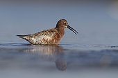 Curlew sandpiper, Circeo National Park, Italy, May 2016