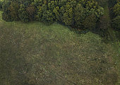 Parasol Mushroom (Macrolepiota procera) fairy rings viewed from above, West sussex, UK. The largest ring measures 25m in diameter.