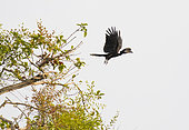 Black-casqued Hornbill (Ceratogymna atrata) in flight, Loango National Park, Gabon.