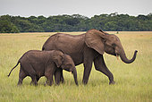 African forest elephant (Loxodonta cyclotis) mother and young, Loango National Park, Gabon.