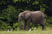 African forest elephant (Loxodonta cyclotis) with Cattle Egrets (Bubulcus ibis), Loango National Park, Gabon.