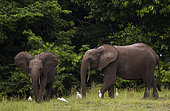 African forest elephants (Loxodonta cyclotis) with Cattle Egrets (Bubulcus ibis), Loango National Park, Gabon.