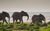 African forest elephant (Loxodonta cyclotis) family group at beach, Loango National Park, Gabon.