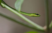 Emerald snake (Hapsidophrys smaragdinus) Loango national Park, Gabon, central Africa.