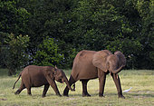African forest elephant (Loxodonta cyclotis) mother and young, Loango National Park, Gabon.