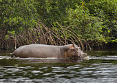 Hippopotamus (Hippopotamus amphibius) emerging from mangroves, Loango National Park, Gabon, central Africa