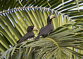 African Pied Hornbill (Lophoceros fasciatus) pair, Loango National Park, Gabon, central Africa.