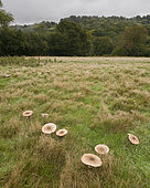 Parasol Mushroom (Macrolepiota procera) section of fairy ring, West Sussex, England, United Kingdom