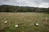 Parasol Mushroom (Macrolepiota procera) large fairy ring, West Sussex, England, United Kingdom