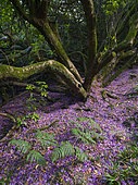 Rhododendron blossom carpets the forest floor in woodland near Kew gardens Wakehurst, Ardingly, West Sussex, England, United Kingdom. June 2020