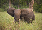 African forest elephant (Loxodonta cyclotis) male in long grass, Akaka, Loango National Park, Gabon.