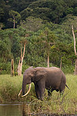 African forest elephant (Loxodonta cyclotis) male, Akaka, Loango National Park, Gabon.