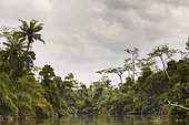 Tropical rainforest along Rembo Ngowe river, Akaka, Loango National Park, Gabon.