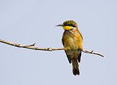 Blue-breasted Bee-eater (Merops variegatus) Loango National Park, Gabon, central Africa.