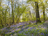 Common Bluebells (Hyacinthoides non-scripta) in ancient woodland, West Sussex, UK. April