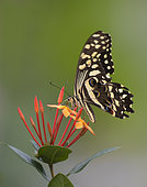 Citrus swallowtail or Christmas butterfly (Papilio demodocus) Gabon, central Africa