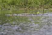 Central African slender-snouted crocodile (Mecistops leptorhynchus) Loango National Park, Gabon, central Africa. Critically endangered