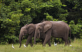 African forest elephants (Loxodonta cyclotis) with Cattle Egrets (Bubulcus ibis), Loango National Park, Gabon.