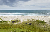 African forest elephant (Loxodonta cyclotis) group at beach, Loango National Park, Gabon, central Africa.