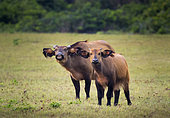 African Forest or Dwarf Buffalo (Syncerus caffer nanus) mother and young, Loango National Park, Gabon, central Africa.