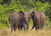 African forest elephant (Loxodonta cyclotis), Loango National Park, Gabon, central Africa.