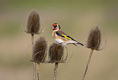 Goldfinch (Carduelis carduelis) on teasel, Rye Harbour nature reserve, Rye, East Sussex, UK