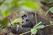 Western lowland Gorilla (Gorilla gorilla gorilla) with fruit, Loango National Park, Gabon, central Africa. Critically endangered.