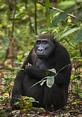 Western lowland Gorilla (Gorilla gorilla gorilla) female feeding on fruit, Loango National Park, Gabon, central Africa. Critically endangered.