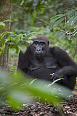 Western lowland Gorilla (Gorilla gorilla gorilla) female feeding on fruit, Loango National Park, Gabon, central Africa. Critically endangered.