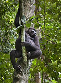 Western lowland Gorilla (Gorilla gorilla gorilla) in tree, Loango National Park, Gabon, central Africa. Critically endangered.