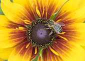 Honeybee (Apis mellifera) on Black-eyed Susan (Rudbeckia hirta) in garden, West Sussex, UK.