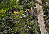 Moustached Monkey or Guenon (Cercopithecus cephus) Loango National Park, Gabon, central Africa
