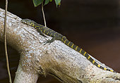 Ornate Monitor lizard (Varanus ornatus) Loango National Park, Gabon, central Africa.