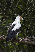 Palm-nut Vulture (Gypohierax angolensis) Loango National Park, Gabon.