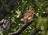 Pel's Fishing Owl (Scotopelia peli) Mpivie river, Gabon.